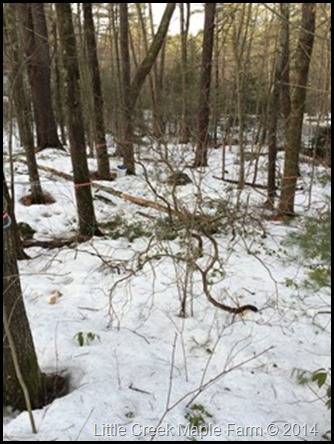 Falled Tree On Maple Line