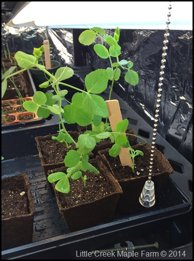 Pea Plant Seedlings
